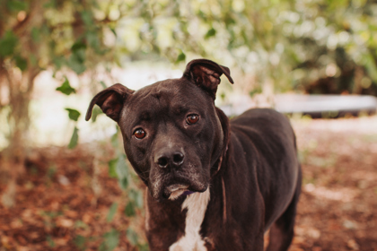 96243A RENEGADE - American Staffordshire Terrier / Mix available for adoption