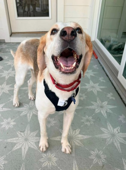 06419B Sam - Adoption Ambassador photo