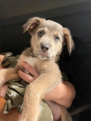 07719B MARS ADOPTION AMBASSADOR - Terrier / Mix available for adoption