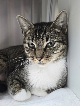 95872a Floribraska- PetSmart West Ashley