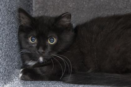 04001B Blake - Barn Cat photo
