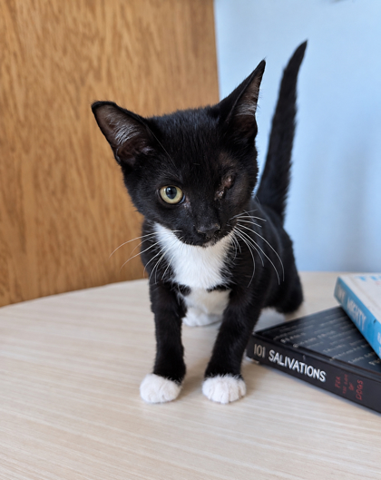 07387B POLO - Domestic Shorthair / Mix available for adoption