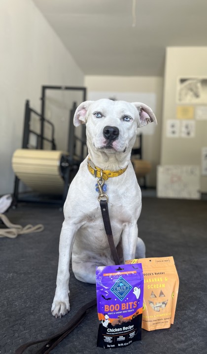 Sonic - Adoption Ambassador photo