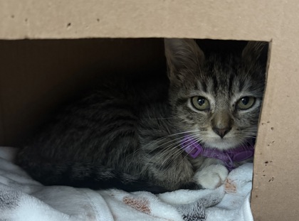07763B MATILDA - Domestic Shorthair / Mix available for adoption
