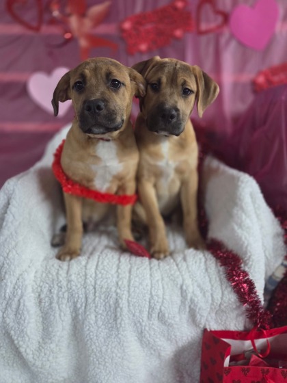 2748B Chaos - Adoption Ambassador photo