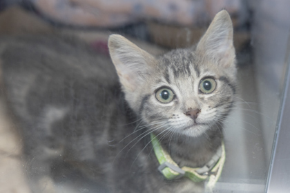 07011B WILLOW - Domestic Shorthair / Mix available for adoption