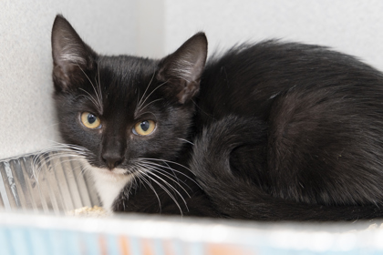 07908B ANNA - Domestic Shorthair / Mix available for adoption