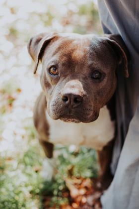 96801A PRINCE - American Staffordshire Terrier / Mix available for adoption