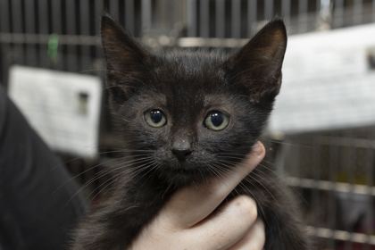 08263B BUTTERCUP - Domestic Shorthair / Mix available for adoption