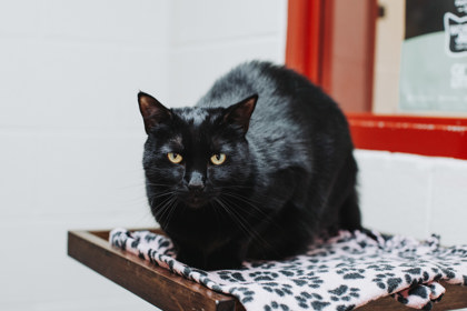 95554A PRINCESS PICKLETON - Domestic Shorthair / Mix for adoption in Mount Pleasant