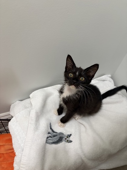 07642B PEEP - Domestic Shorthair / Mix available for adoption