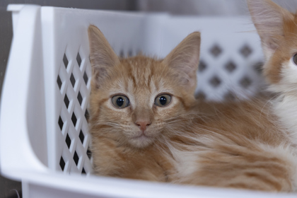 07612B LOUIE- PETSMART JAMES ISLAND - Domestic Shorthair / Mix available for adoption