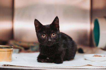 96185A MEERKAT - Domestic Shorthair / Mix available for adoption