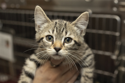 07202B MOCHI - Domestic Shorthair / Mix available for adoption