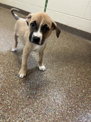 07453B GRAPE - Labrador Retriever / Mix available for adoption