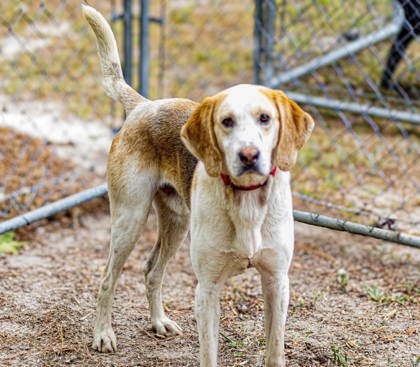 06419B Sam - Adoption Ambassador photo