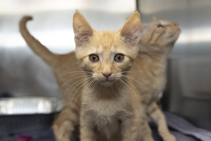 07792B HOCUS- PETSMART NORTH CHARLESTON - Domestic Shorthair / Mix available for adoption