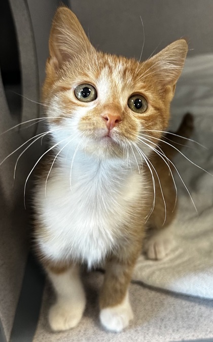 07255B PRINCESS PEACH - Domestic Shorthair / Mix available for adoption