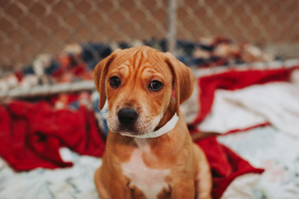 07249B GENE - Hound / Mix available for adoption