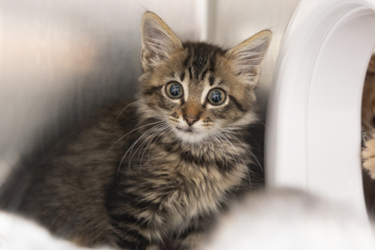 10369B BARNABY- PETSMART NORTH CHARLESTON - Domestic Shorthair / Mix available for adoption