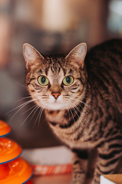 00765B NUTMEG - Domestic Shorthair / Mix available for adoption
