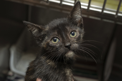 08265B BUBBLES - Domestic Shorthair / Mix available for adoption