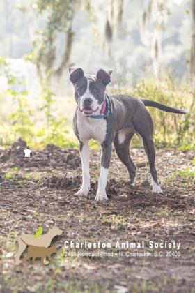 95208A QUEEN CLOVER - American Staffordshire Terrier / Mix for adoption in Charleston