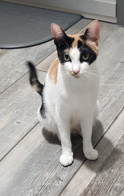 96832A SUSIE Q - Domestic Shorthair / Mix for adoption in Mount Pleasant
