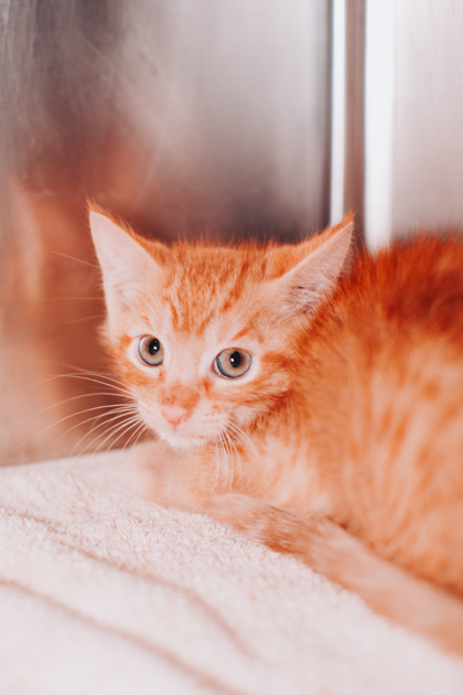 96315A RED THUNDER - Domestic Shorthair / Mix available for adoption