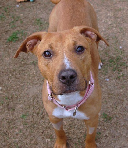 3242B Daisy - Adoption Ambassador photo