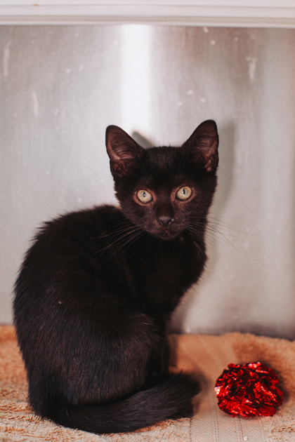08705B TED - Domestic Shorthair / Mix available for adoption
