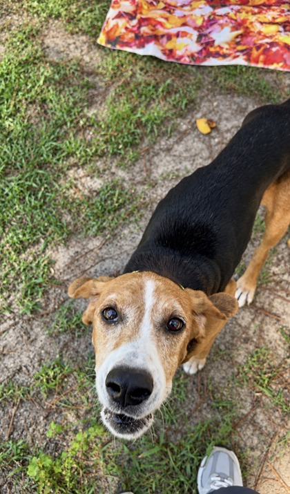 07756B TODD ADOPTION AMBASSADOR - American Foxhound / Mix available for adoption