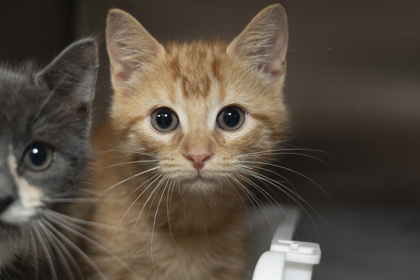 08609B GOURDY- PETSMART NORTH CHARLESTON - Domestic Shorthair / Mix available for adoption