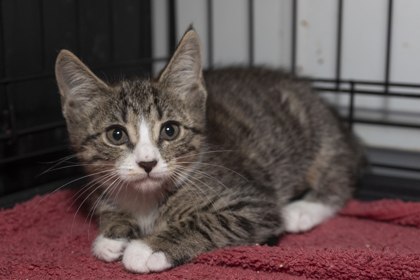 07664B WEDNESDAY - Domestic Shorthair / Mix available for adoption