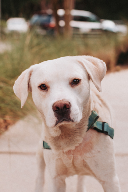95661A CHARLIE - Terrier / Mix available for adoption