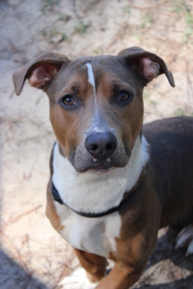 07339B JACK - Terrier / Mix available for adoption
