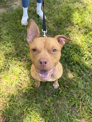 07213B CRICKET - American Staffordshire Terrier / Mix available for adoption