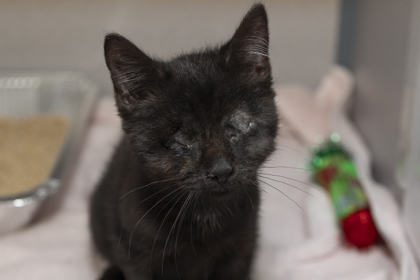 05495B VALOR - Domestic Shorthair / Mix available for adoption