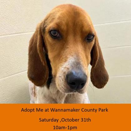 00769B ORLANDO - Hound / Mix available for adoption