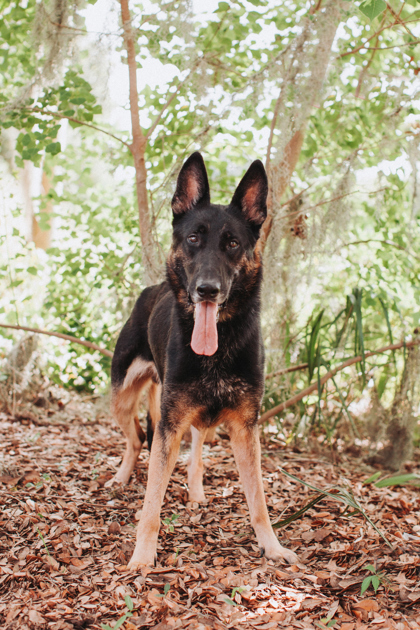 95711A HARDY - German Shepherd / Mix available for adoption