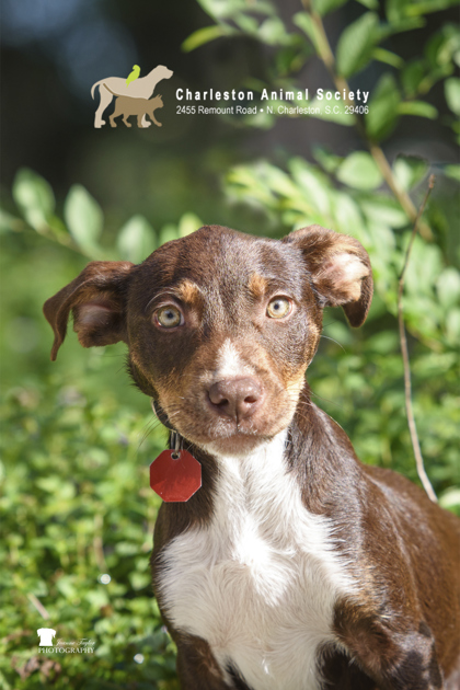 97380A INDIANA - Retriever / Mix available for adoption