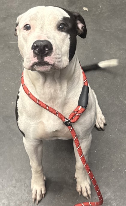 07802B SPLOOT - American Staffordshire Terrier / Mix available for adoption