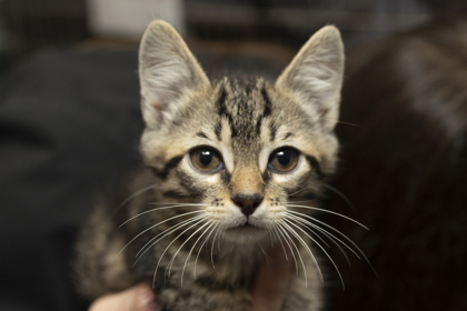 07201B GELATO - Domestic Shorthair / Mix available for adoption