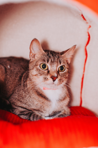 95032A KIPPY - Domestic Shorthair / Mix available for adoption