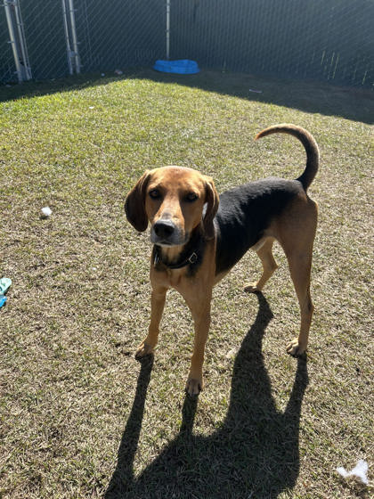 Bark Simpson - Adoption Ambassador photo