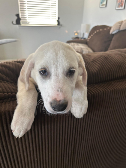 3527b Sugarbee photo