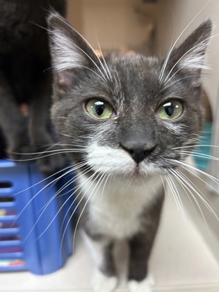 04657B JELLY BEAN - Domestic Shorthair / Mix available for adoption