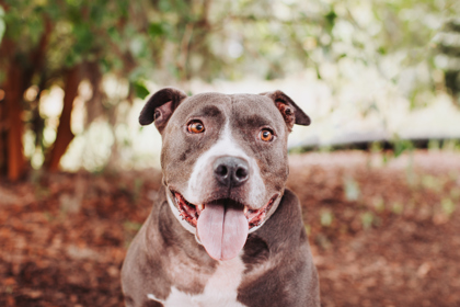95584A STANLEY - American Staffordshire Terrier / Mix available for adoption