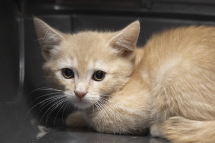 08720B SOURDOUGH- PETSMART NORTH CHARLESTON - Domestic Shorthair / Mix available for adoption