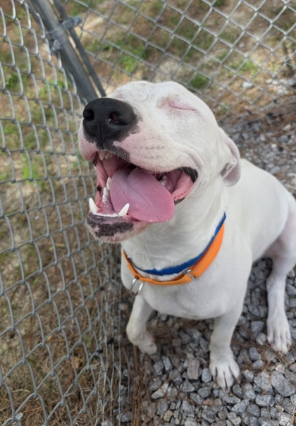 95361A Abu - Adoption Ambassador